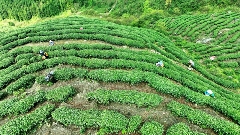 芦山高山茶园“秘境” 从茶园到茶杯的春日之约