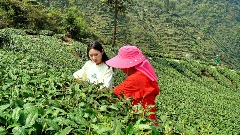 芦山高山茶园“秘境” 从茶园到茶杯的春日之约
