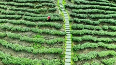 芦山高山茶园“秘境” 从茶园到茶杯的春日之约