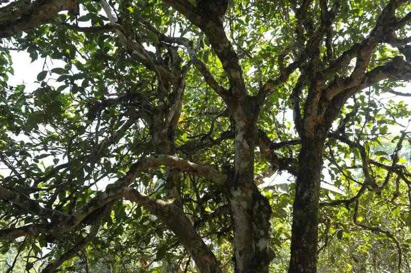 下关2024·金榜销法沱 经典升级，续写茶缘