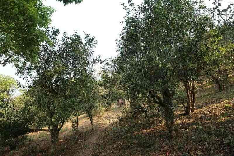 下关2024·金榜销法沱 经典升级，续写茶缘