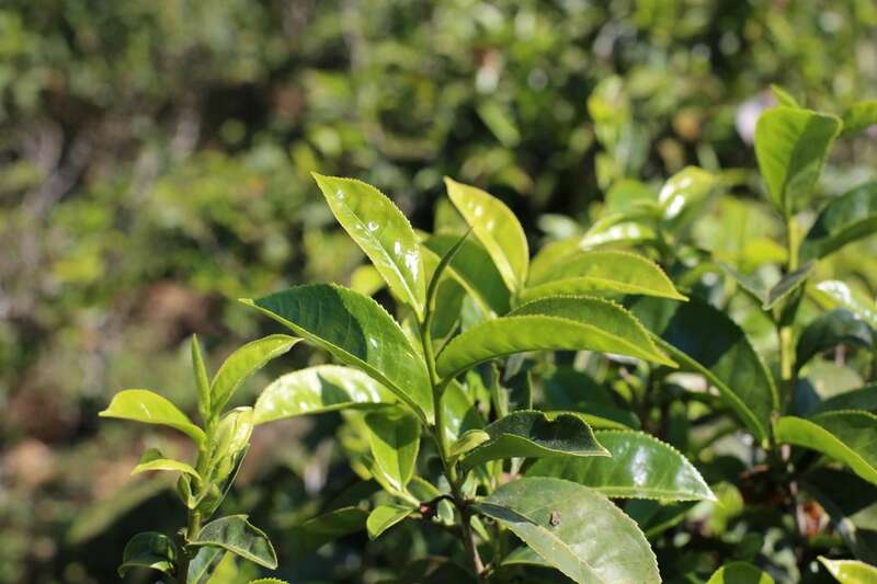 下关2024·金榜销法沱 经典升级，续写茶缘