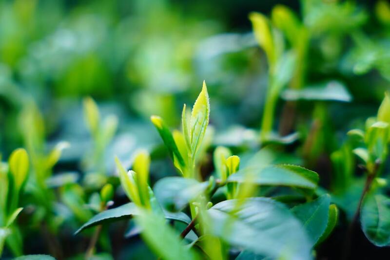 千亿茶单启航！广元旺苍茶叶再吸金，交易双IP联动，聚势共赢