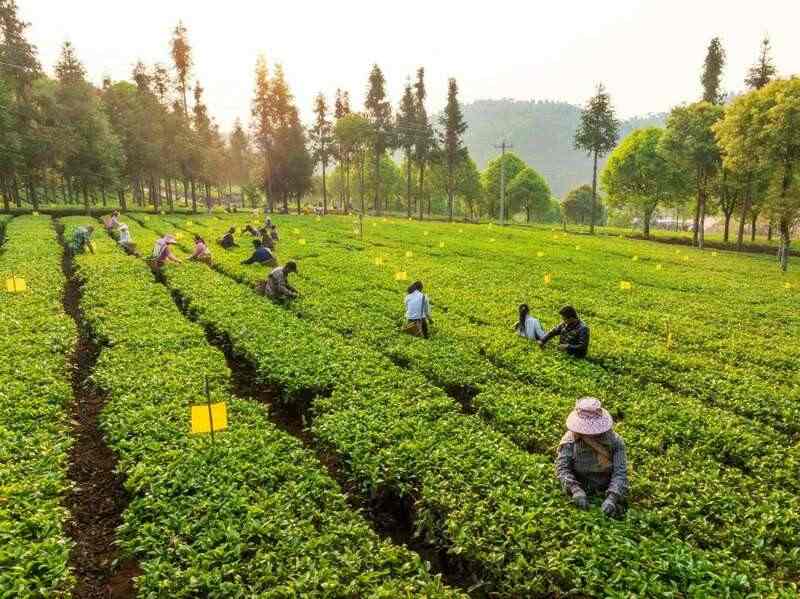第十七届云茶博览交易会新闻发布会召开