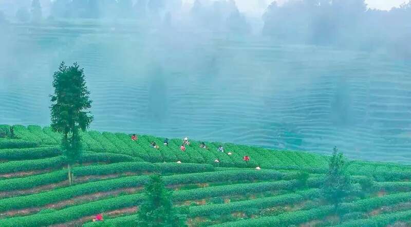 雅安20余家茶企将亮相第十四届四川国际茶业博览会