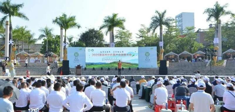 2025景谷大叶白茶产业发展大会开幕