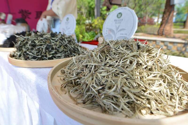 2025景谷大叶白茶产业发展大会开幕