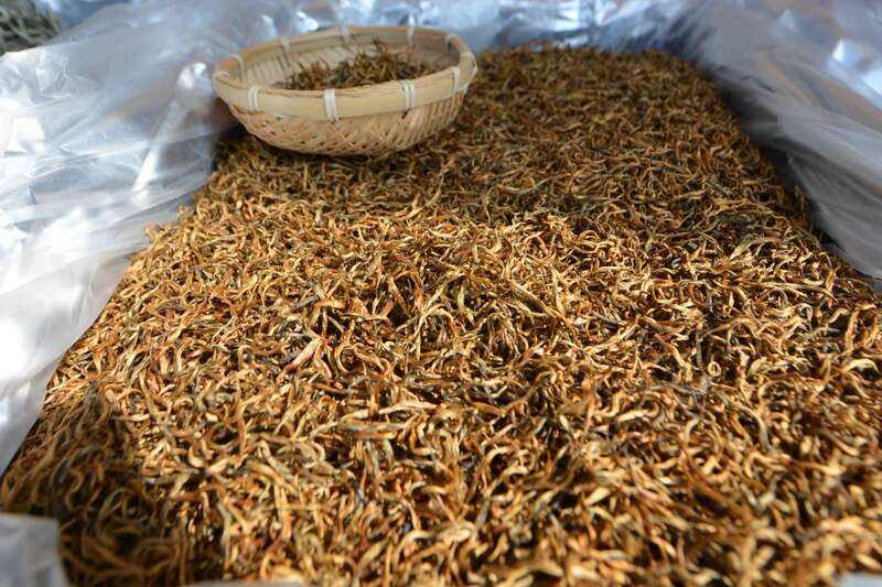 2025景谷大叶白茶产业发展大会开幕