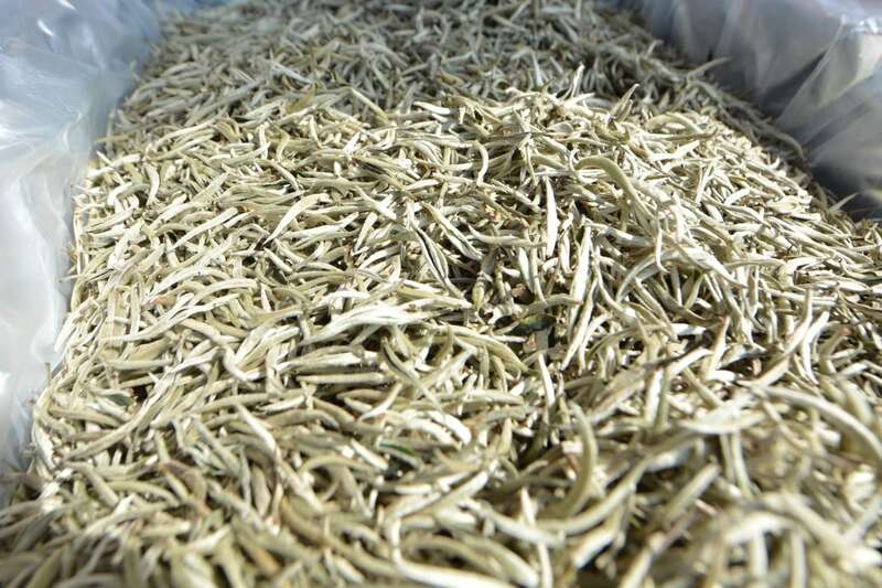 2025景谷大叶白茶产业发展大会开幕