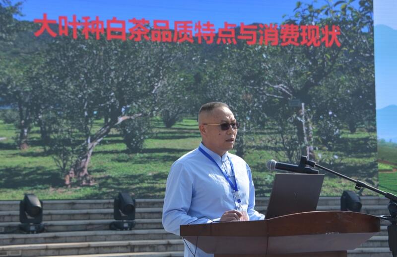 2025景谷大叶白茶产业发展大会开幕