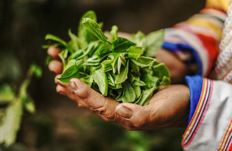 下关2024·复春和号 冰岛老寨古树圆茶