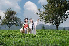 古韵新章！斗茶盛会共鉴紫茶风华