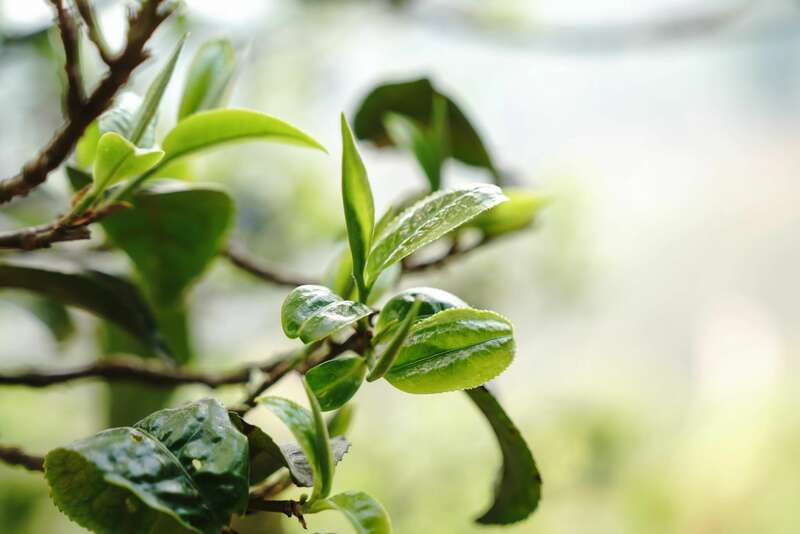 下关2024·复春和号 冰岛老寨古树圆茶