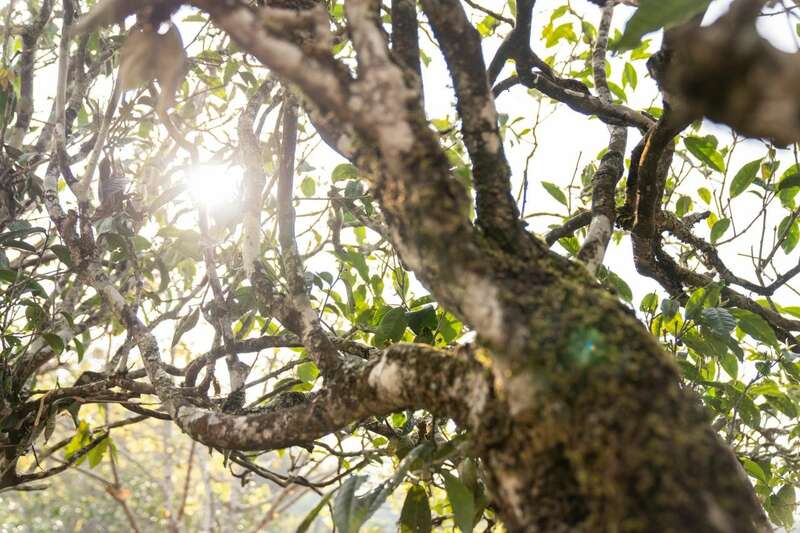 匠心至礼·越陈越醇 下关岩子头古树晒红礼盒