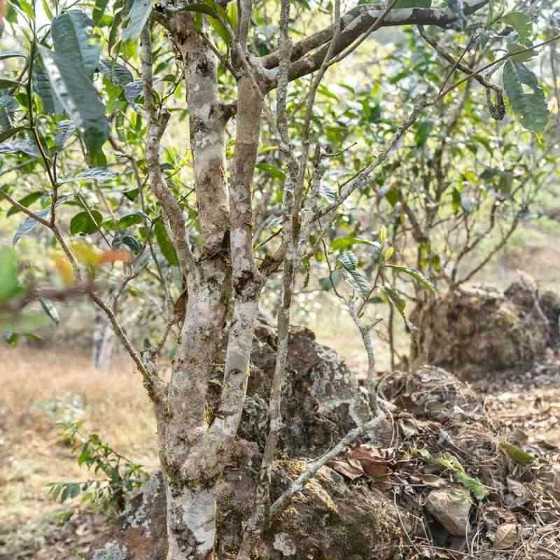 匠心至礼·越陈越醇 下关岩子头古树晒红礼盒