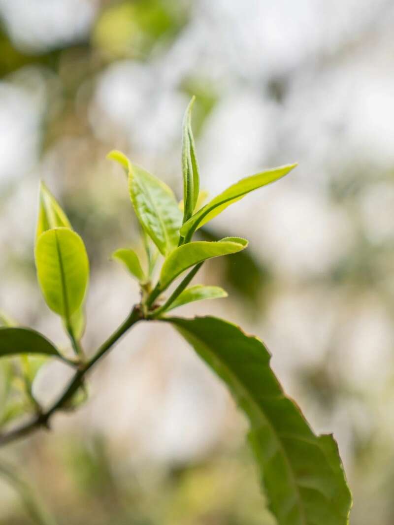 匠心至礼·越陈越醇 下关岩子头古树晒红礼盒