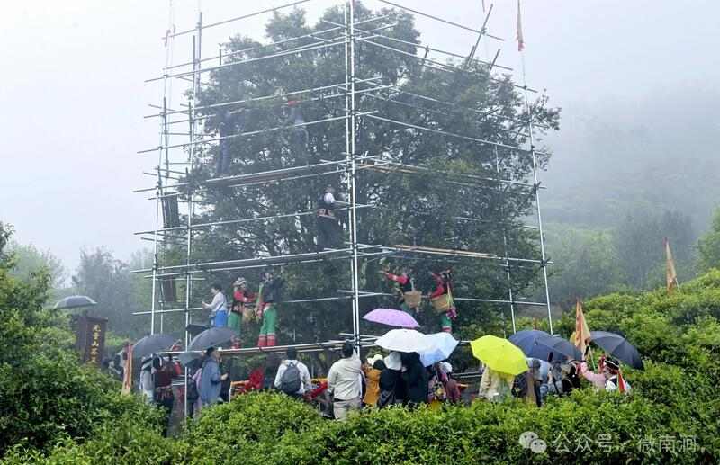 南涧白茶自然甜  