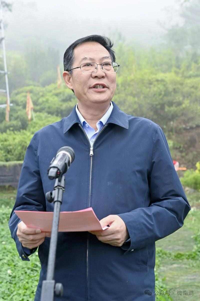 南涧白茶自然甜  