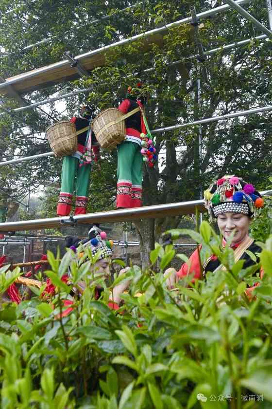 南涧白茶自然甜  