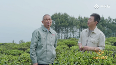 钟睒睒央视《对话》直言：云南茶业发展不能全民做“劳力士”