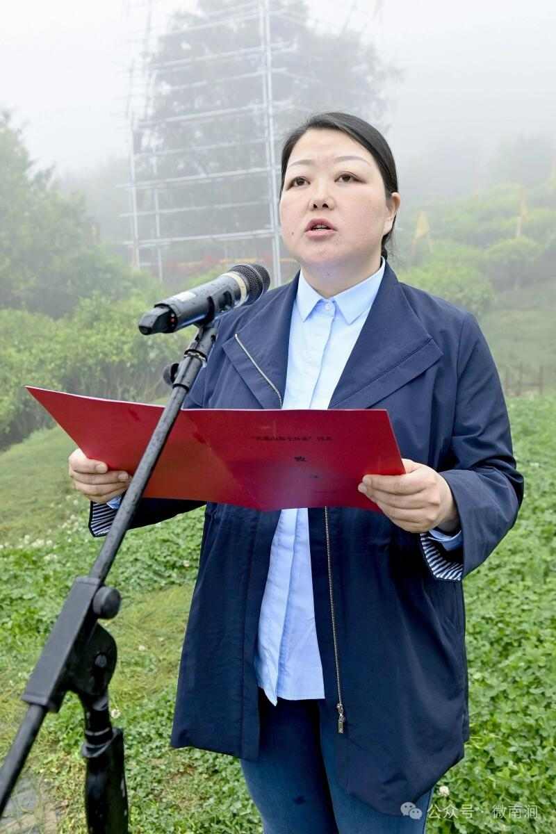 南涧白茶自然甜  