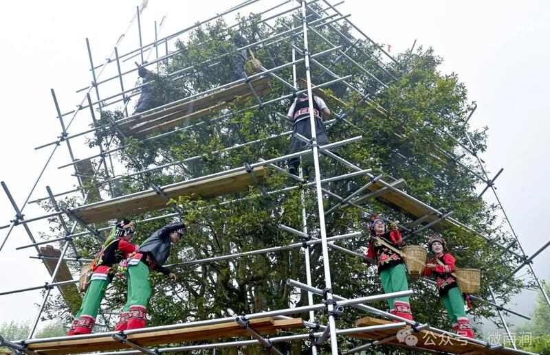 南涧白茶自然甜  