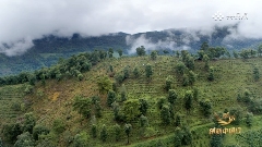 钟睒睒央视《对话》直言：云南茶业发展不能全民做“劳力士”