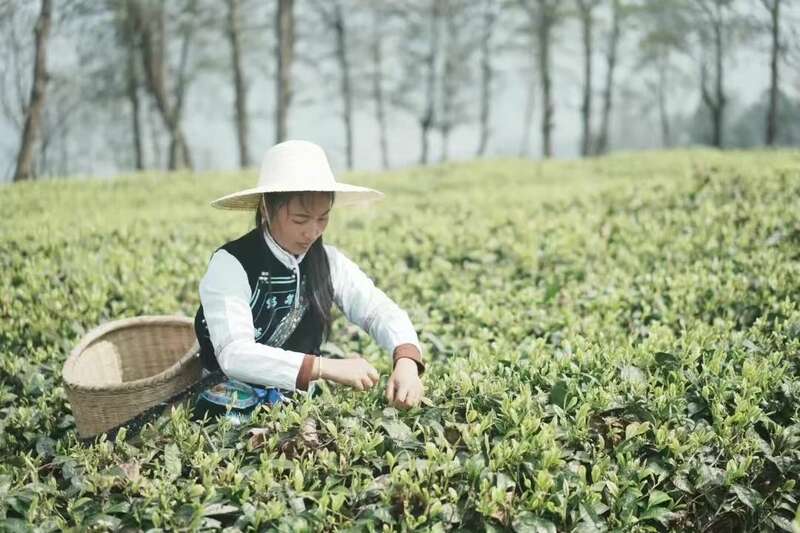 钟睒睒央视《对话》直言：云南茶业发展不能全民做“劳力士”