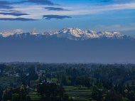雪山映茶山 云雾酿新芽
