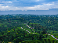 雪山映茶山 云雾酿新芽