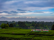 雪山映茶山 云雾酿新芽