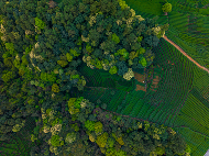 雪山映茶山 云雾酿新芽