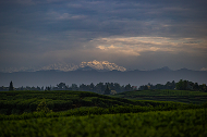 雪山映茶山 云雾酿新芽