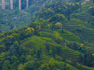 雪山映茶山 云雾酿新芽
