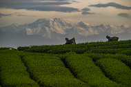 雪山映茶山 云雾酿新芽