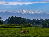 雪山映茶山 云雾酿新芽