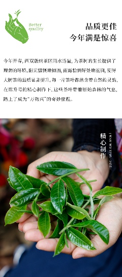 陈升号2025年头春新品“万物兴”面市