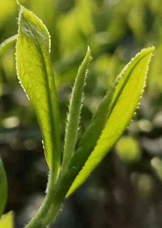 下一站，成都茶要泡出千亿产业