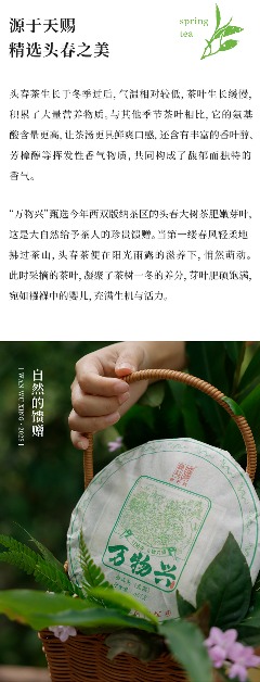 陈升号2025年头春新品“万物兴”面市