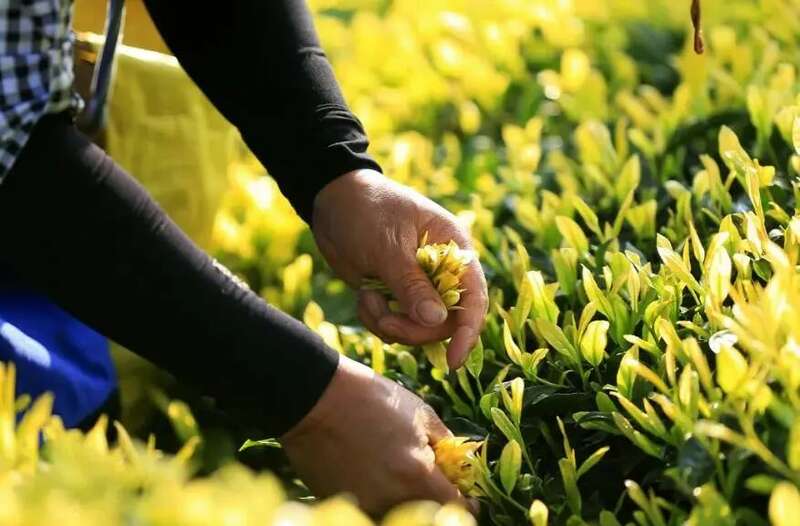 下一站，成都茶要泡出千亿产业