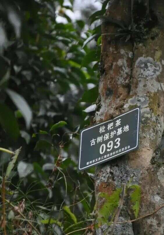 下一站，成都茶要泡出千亿产业