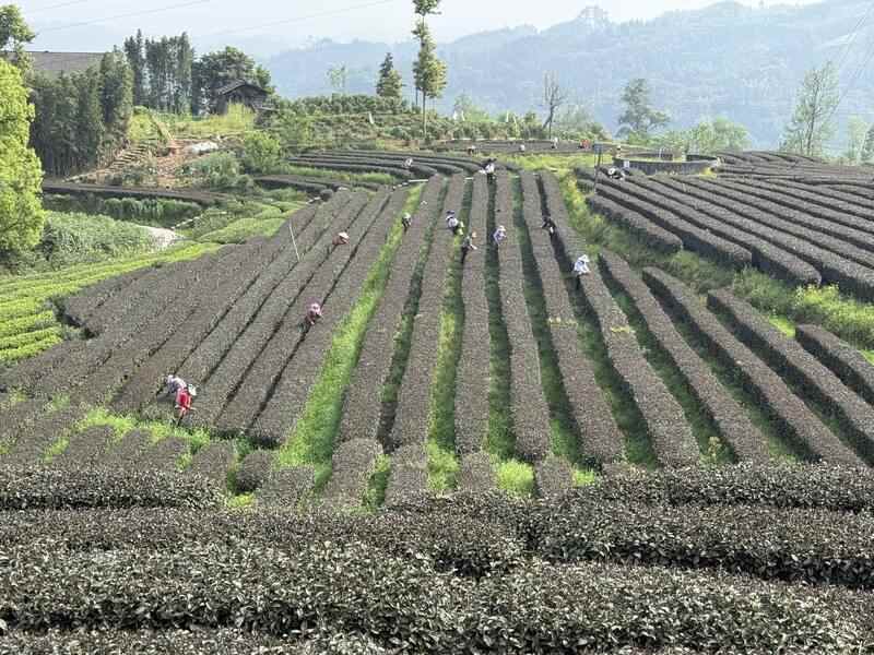 “紫”气东来！沐川紫茶盛宴即将启幕！