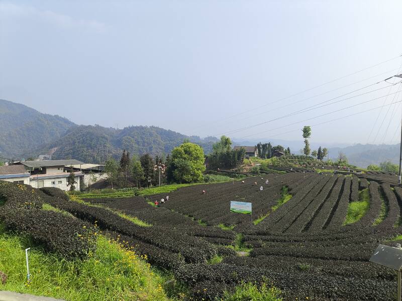 “紫”气东来！沐川紫茶盛宴即将启幕！