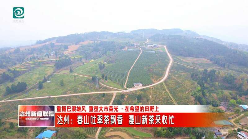 达州：春山吐翠茶飘香 漫山新茶采收忙