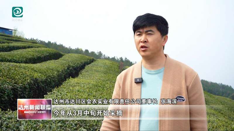 达州：春山吐翠茶飘香 漫山新茶采收忙