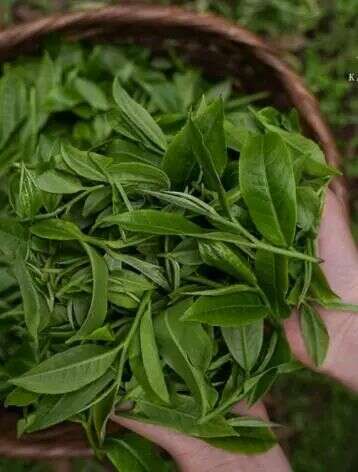 下一站，成都茶要泡出千亿产业