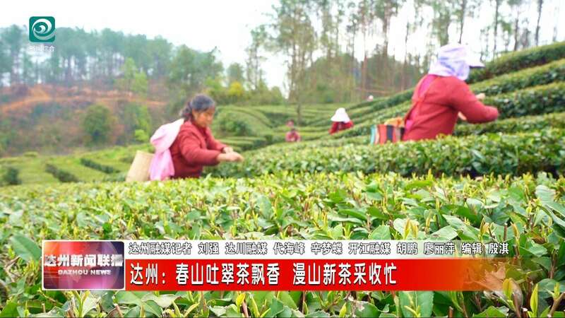 达州：春山吐翠茶飘香 漫山新茶采收忙
