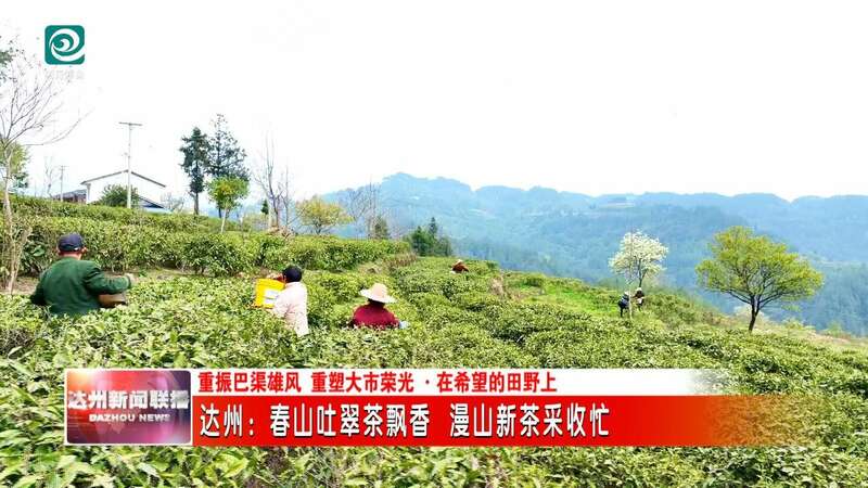 达州：春山吐翠茶飘香 漫山新茶采收忙