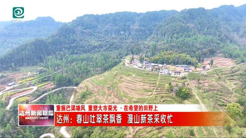 达州：春山吐翠茶飘香 漫山新茶采收忙