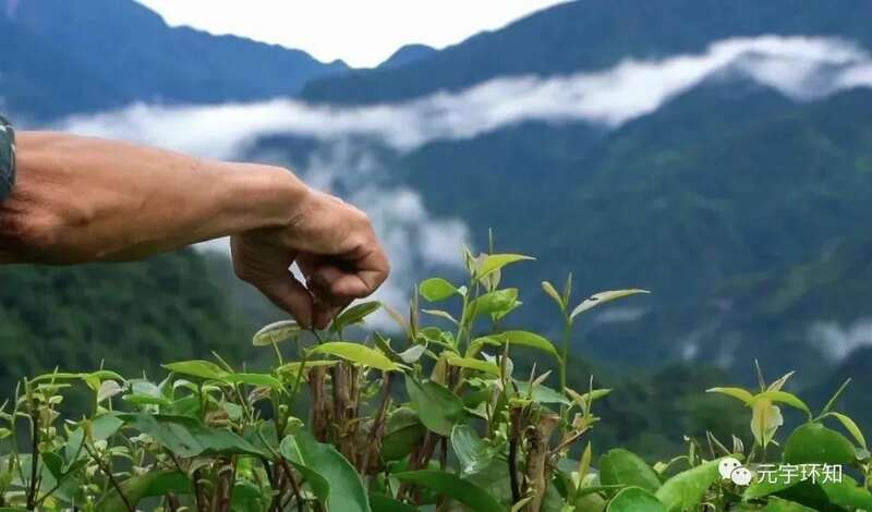 下一站，成都茶要泡出千亿产业